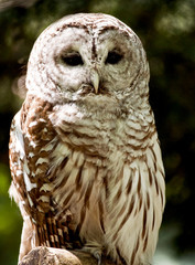 Owl