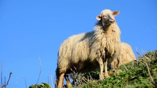 Sheep on a hill