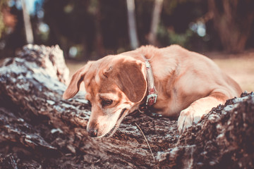 Brown dog on the tree