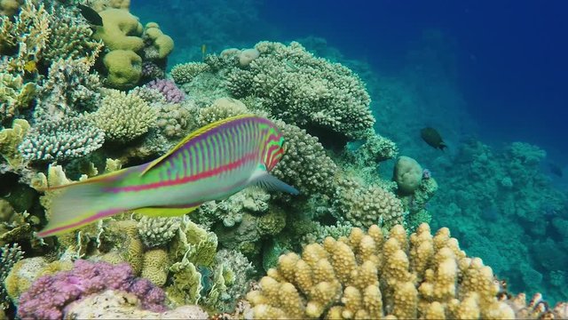 A curious Klunzingers Wrasse fish floats on the background of magnificent corals in the Red Sea