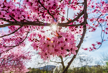 Pink sakura flowering in France, springtime