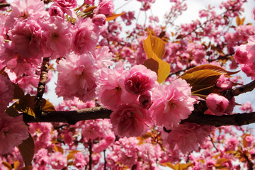 japanische Kirschblüte