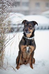 Purebred dog sits on snow.
