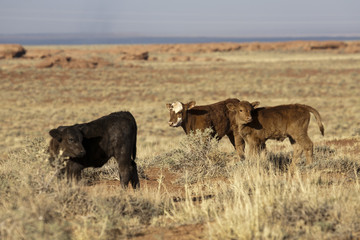 Fototapeta na wymiar Calfs and Cows.Calfs and Cows.