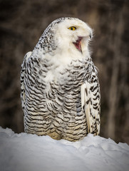 Snowy White Owl Squaking