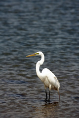 White Crane