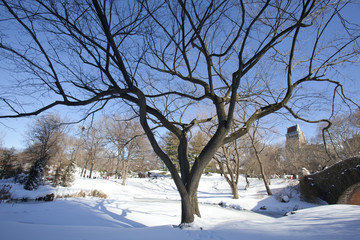Fototapeta na wymiar Central Park, New York. Beautiful park in beautiful city.