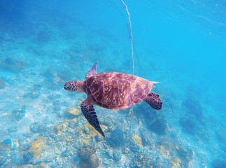 Sea turtle in blue water. Olive green turtle in natural environment.