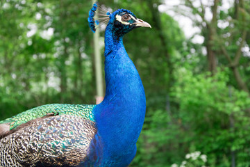 Obraz premium Peacock