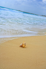 Fototapeta na wymiar Waves on beautiful golden beach