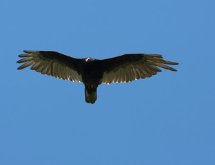 Flying Eagle