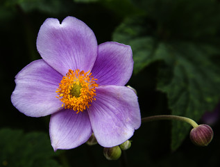 Purple flower and Bud