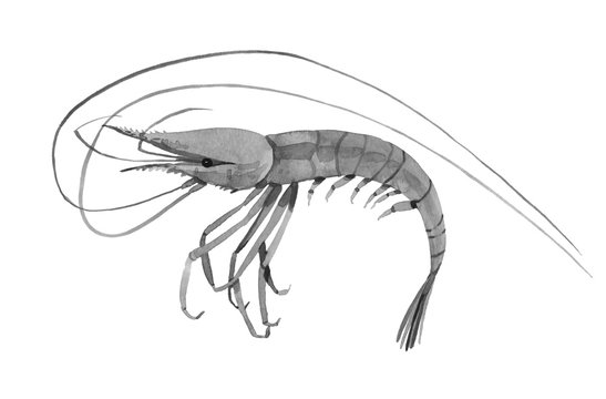 Watercolor illustration of shrimp