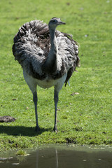 Rhea walking through a field
