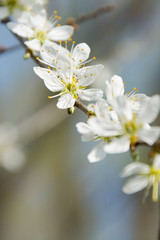 Clouseup of white plum flower, spring