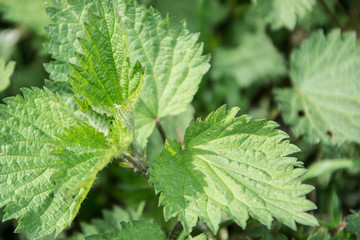 Fototapeta na wymiar Nettles (urtica) natural medicinal green wild plant, healthy herbal