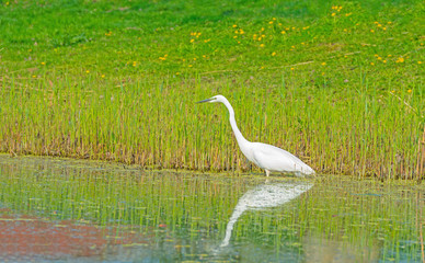 White heron hunts fish in a river in spring