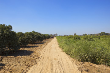 mustard crop and orchard