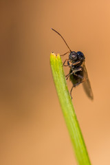 A Fly Sitting on the Grass and Enjoying the Spring Sun