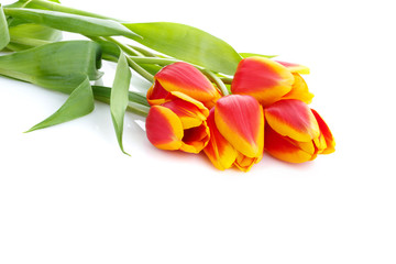 bouquet of yellow tulips isolated on white background