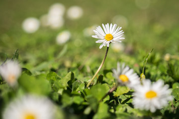 Common daisies on a green meadow