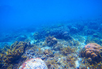 Obraz na płótnie Canvas Underwater landscape with coral reef. Tropical seashore ecosystem.