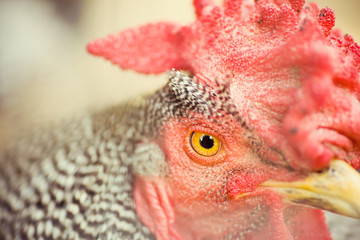 Rooster with focus on the eye