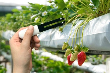 Smart agriculture, sensor concept. Hand holding smart hardware for measure moisture, ph, nitrogen, phosphorus, potassium and sunlight in soil with strawberry farm background