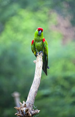 Thick-biller Parrot
