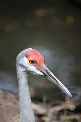 Redheaded crane