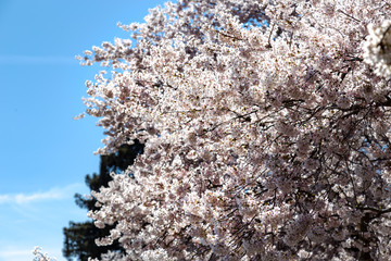Cherry (Sakura) Blossoms