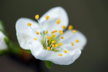 white flowers of cherry blossom