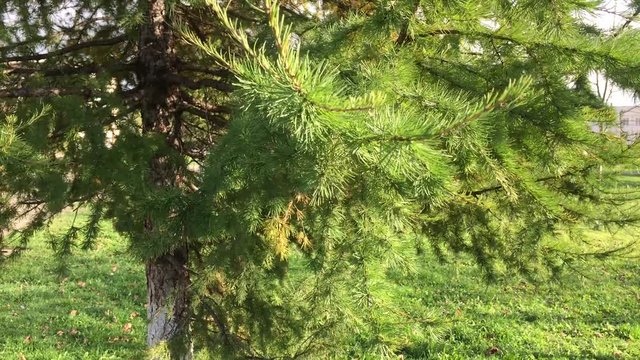 ветви хвойного дерева крупным планом