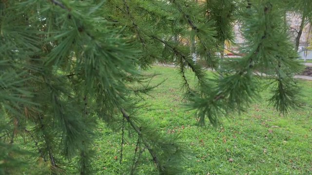 ветви хвойного дерева крупным планом