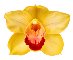Fototapeta na wymiar yellow orchid head, isolated on a white background