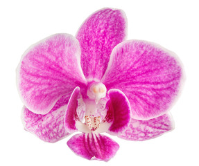 pink orchid head, isolated on a white background