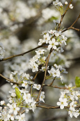 A beautiful flowering tree