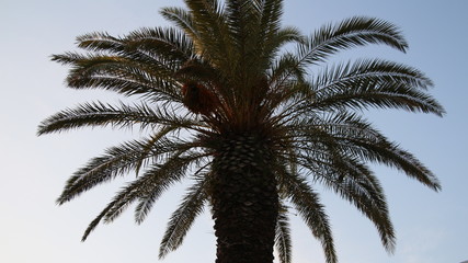 Fototapeta na wymiar Tropical palm tree silhouette against sunlight