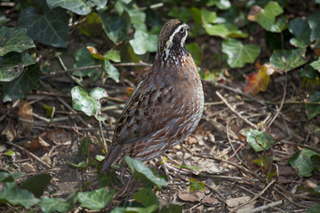 partridge