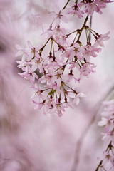 A beautiful flowering tree