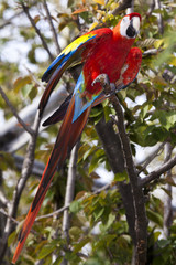 Scarlet Macaw