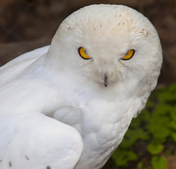 Obraz premium Snowy Owl