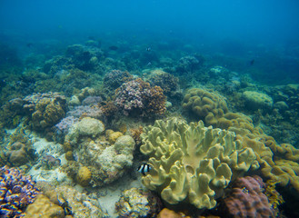 Naklejka na ściany i meble Colorful coral reef ecosystem on sea bottom. Exotic seashore landscape with clean water and sunlight.