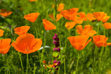 Poppies