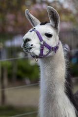 Obraz premium Llama