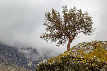 Alone nice tree on the top of mountain in mist