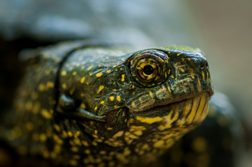 Naklejka premium Turtle with green and yellow skin shot in natural environment