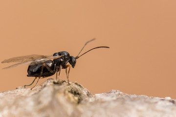 A Small Fly Searching For Food in the Forest