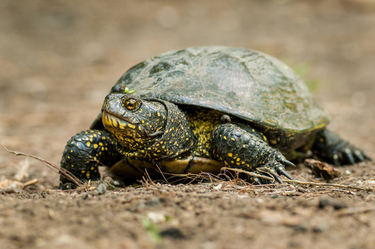 Turtle with green and yellow skin shot full body in natural environment