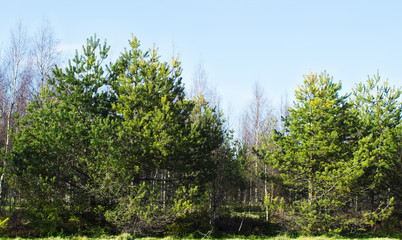 Obraz premium Spruce forest in spring Sunny day